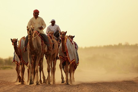 sheep of the desert