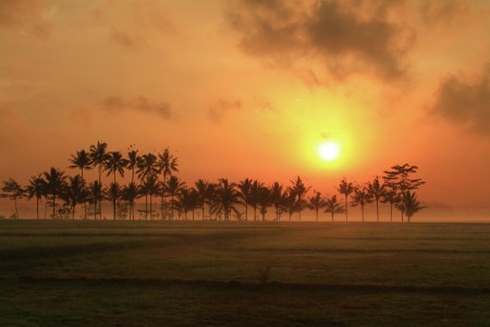 Sunrise in the rice field