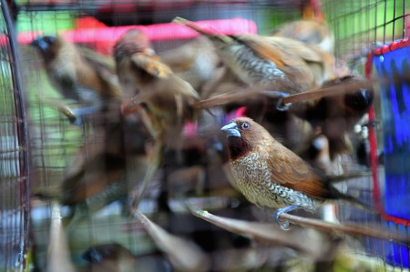 Bird free birth