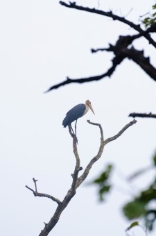 BIRD IN HEIGHT