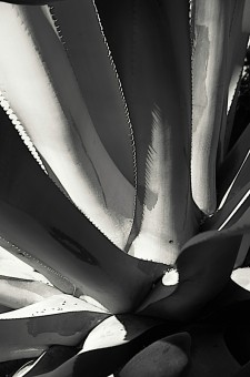 Agave Americana