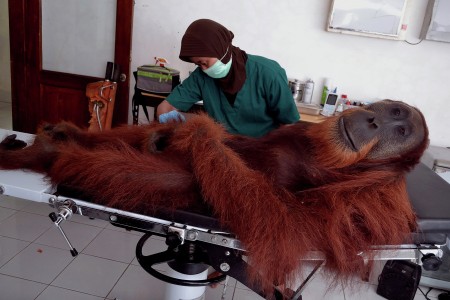 Sumatran Orangutan
