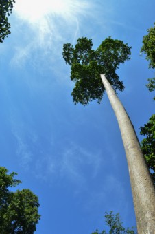 highest tree