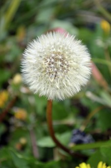 white flower ball