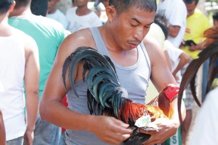 Ready for Cockfight