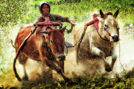 Riding The Bulls