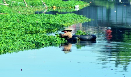 cultivation of kale