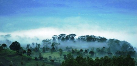 Selimut Dingin Hutan Tersisa