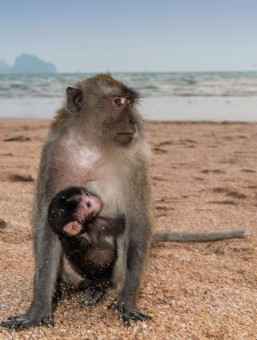 Crab-eating macaque with young