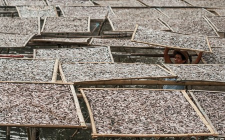 Drying Fish