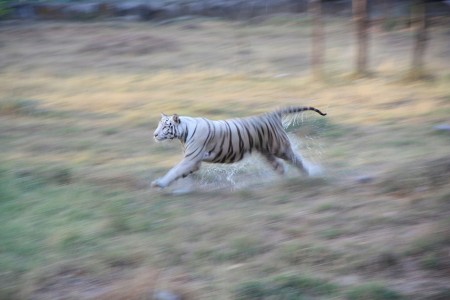 Tiger Run In Water