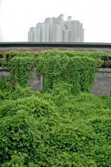 Nature finds a way