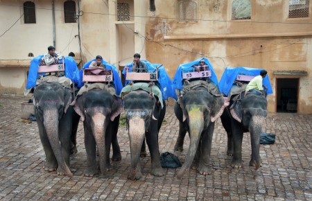 Elephant Ride