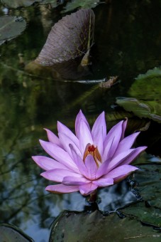 Water Lily