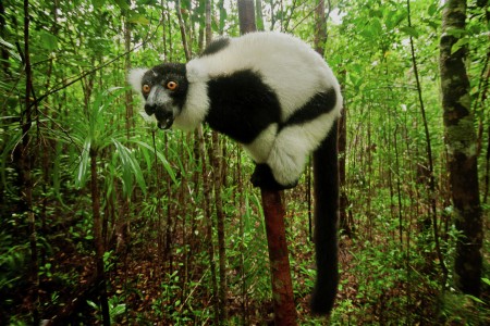 Black and white lemur