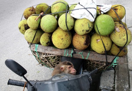 Monkey and Jackfruit
