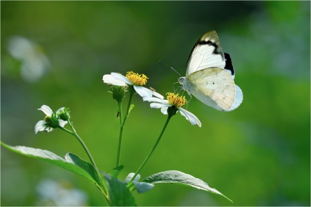 White