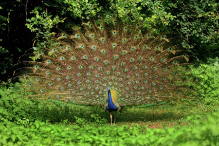 nature dance