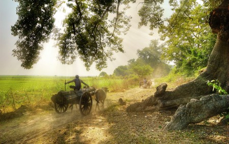 Bullock carts