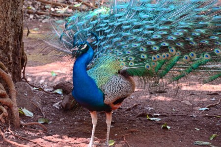 Beauty of peacot