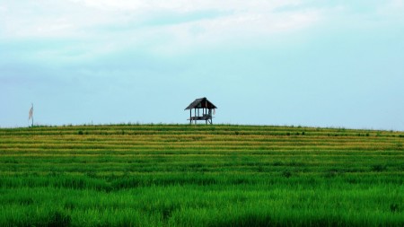 Rumah Sawah