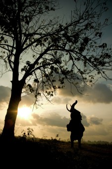 Hutan Way Kambas