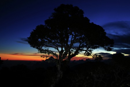 trees in the middle of sunset