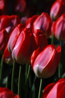 Red Tulips