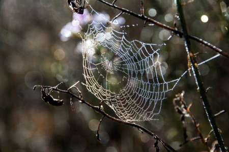 Spider web