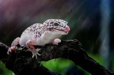 Gecko
