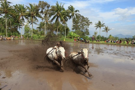 Another view of Pacu Jawi