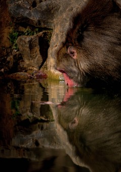 Reflection