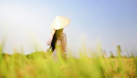 The rice civilization