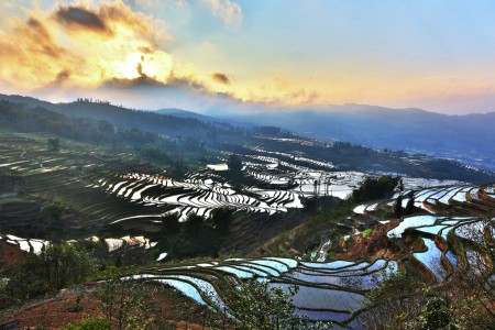 Terraced field sunset