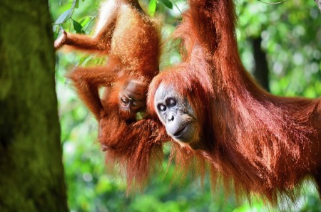 Orang Utan from Sumatra