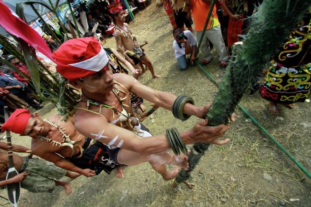 Climb Trees Manau