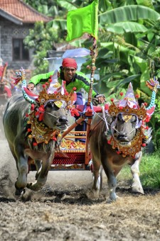 Mekepung