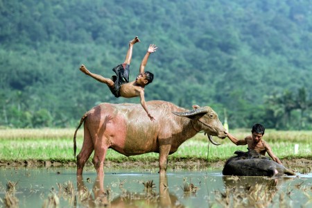 Lompat di atas kerbau