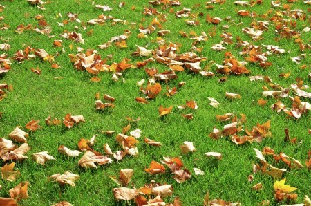 Falling leaves