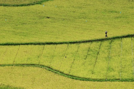 melintasi pematang sawah #3