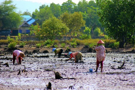 Mencari Kerang