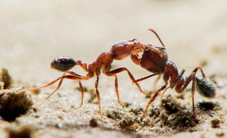 ANT FIGHT
