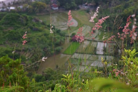 Rice field
