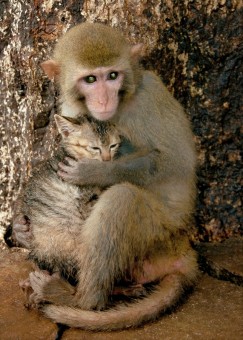 FELLOW