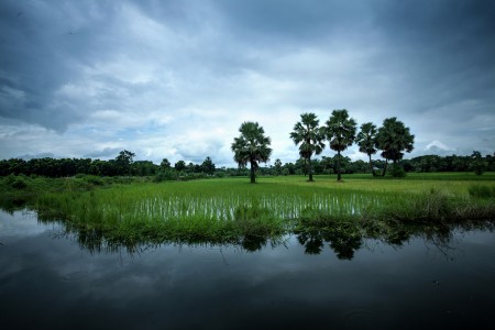 reflection by pulm tree