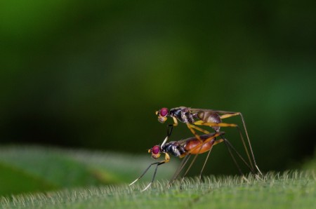 Marco insect