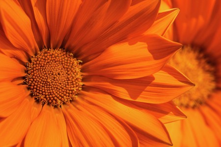 Orange Bloom