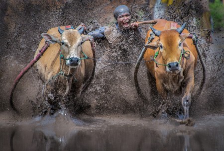 Pacu Jawi - Sumatra
