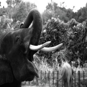 Elephant Feeling