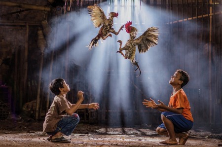 Sabung Ayam